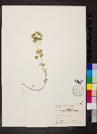 Euphorbia commutata image