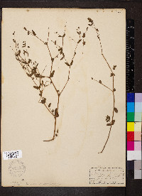 Euphorbia hypericifolia image
