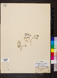 Euphorbia polygonifolia image
