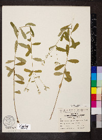 Euphorbia pubentissima image