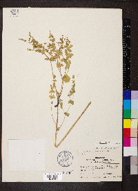 Euphorbia spathulata image