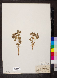 Euphorbia brachycera image