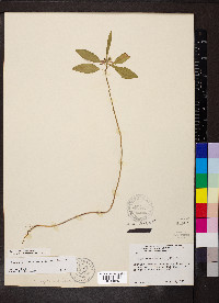 Euphorbia cyathophora image