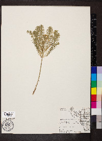 Euphorbia cyparissias image