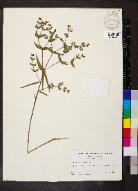 Euphorbia floridana image