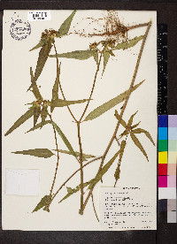 Euphorbia heterophylla image