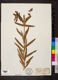 Euphorbia lathyris image