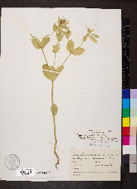 Euphorbia marginata image