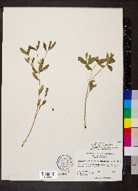 Euphorbia pubentissima image