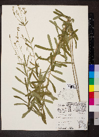 Euphorbia corollata var. corollata image