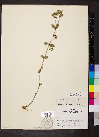 Chamaesyce hyssopifolia image