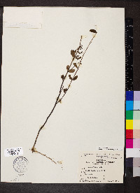 Chamaesyce hyssopifolia image