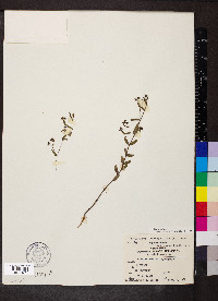 Chamaesyce hyssopifolia image
