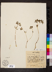 Euphorbia potentilloides image