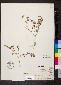 Euphorbia serpillifolia image