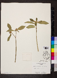 Euphorbia heterophylla image