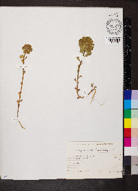 Euphorbia helioscopia image