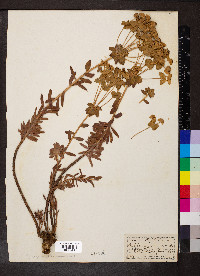 Euphorbia nicaeensis image