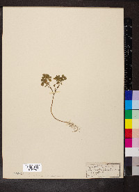 Euphorbia peplus image