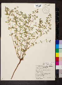 Euphorbia wheeleri image