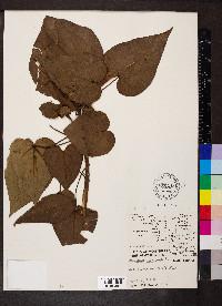 Hippomane mancinella image