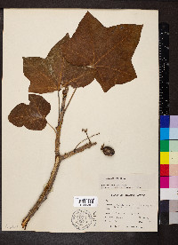 Jatropha curcas image