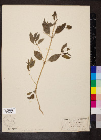 Mercurialis annua image