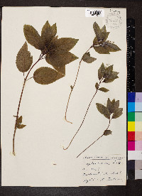Mercurialis perennis image