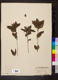 Mercurialis perennis image