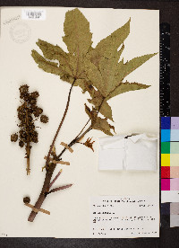 Ricinus communis image