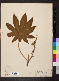 Ricinus communis image