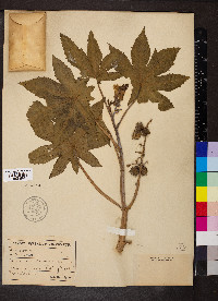 Ricinus communis image