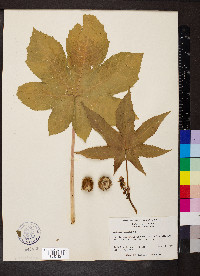 Ricinus communis image