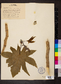 Ricinus communis image