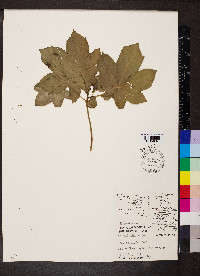 Ricinus communis image