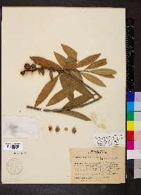 Sapium haematospermum image