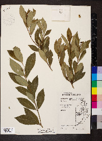 Sapium macrocarpum image