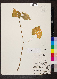 Tragia cordata image