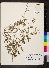 Tragia urticifolia image