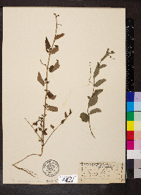 Tragia urticifolia image