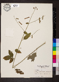 Desmodium nuttallii image