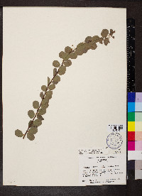 Phyllanthopsis phyllanthoides image