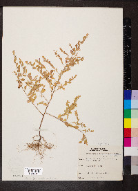 Phyllanthus caroliniensis image