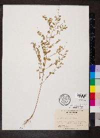 Phyllanthus caroliniensis var. caroliniensis image