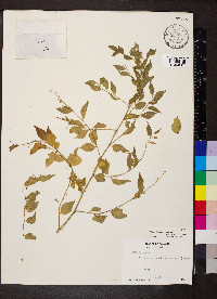 Phyllanthus acuminatus image