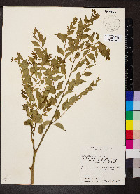 Phyllanthus acuminatus image