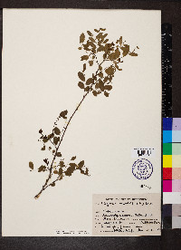 Phyllanthus reticulatus image