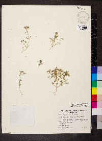 Poranthera microphylla image
