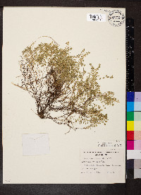 Poranthera microphylla image