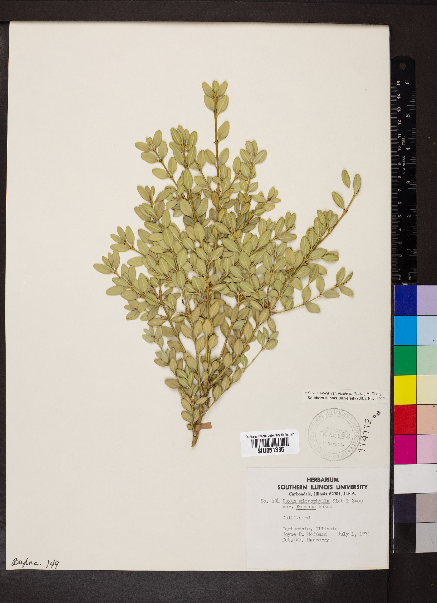 Buxus sinica image